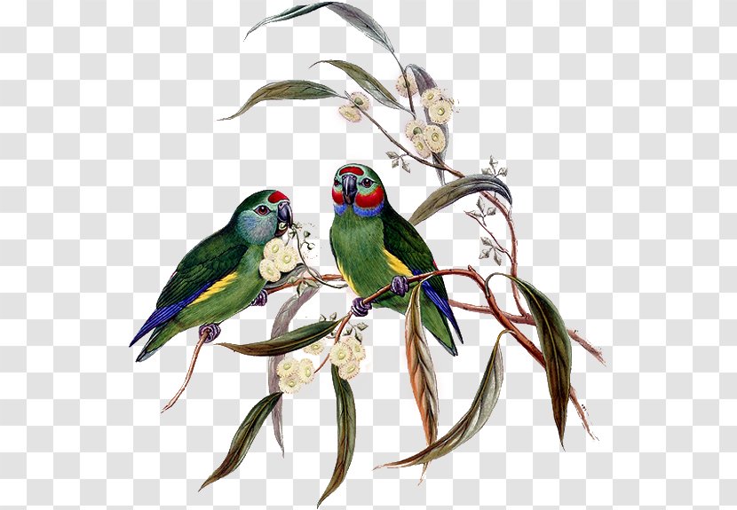 The Birds Of Australia Parrot Parakeet New Guinea - Rosefronted - Bird Transparent PNG