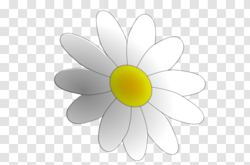 Flower Background - Camomile - Daisy Family Wildflower Transparent PNG