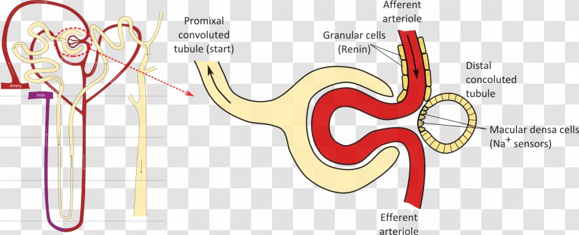 Macula Densa Proximal Tubule Distal Convoluted Nephron Kidney - Silhouette Transparent PNG