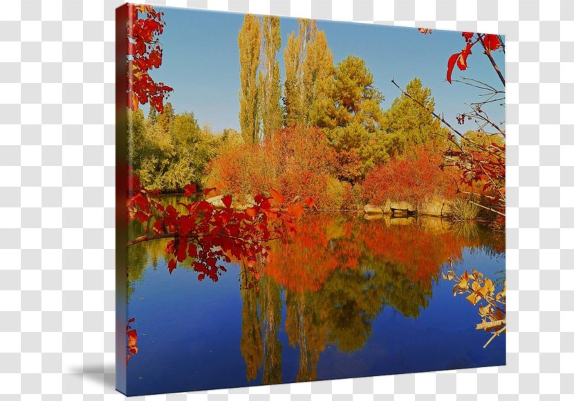 Nature Reserve Maple Leaf Gallery Wrap Photography - Painting - Autumn Tumblr Transparent PNG