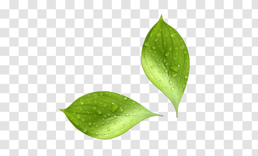 Natural Environment Leaf Moisture Water Biophysical - Project - Visible Transparent PNG