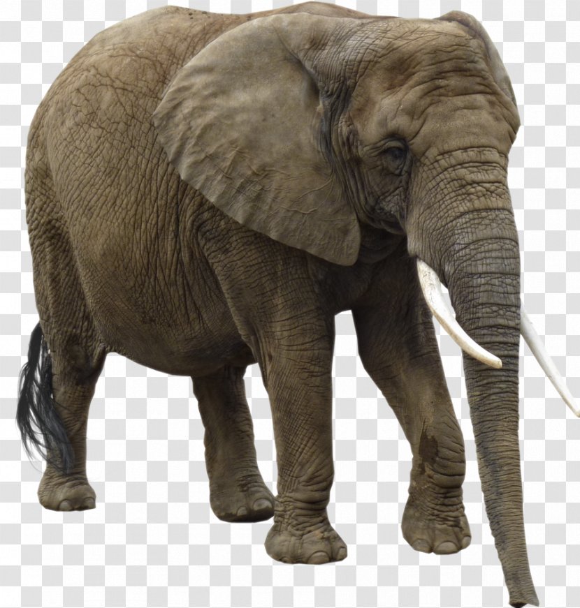 African Bush Elephant Forest Asian - Elephants Transparent PNG