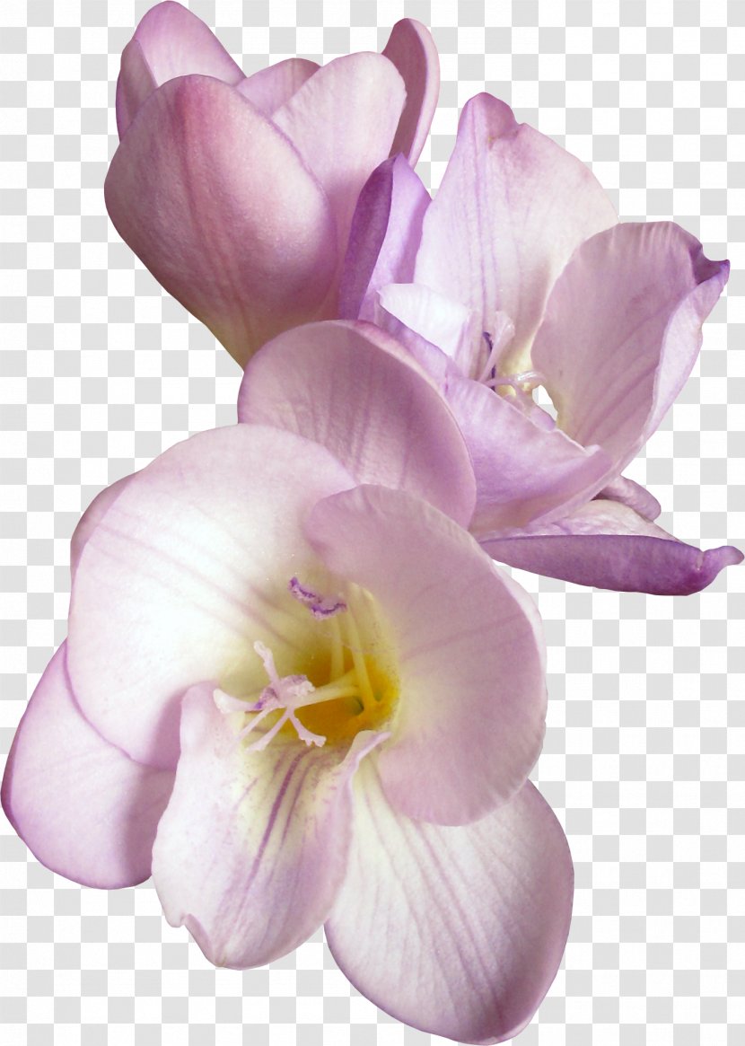 Cut Flowers Petal Clip Art - Purple Transparent PNG