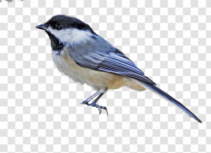 Bird Black-capped Chickadee Drawing - Beak Transparent PNG