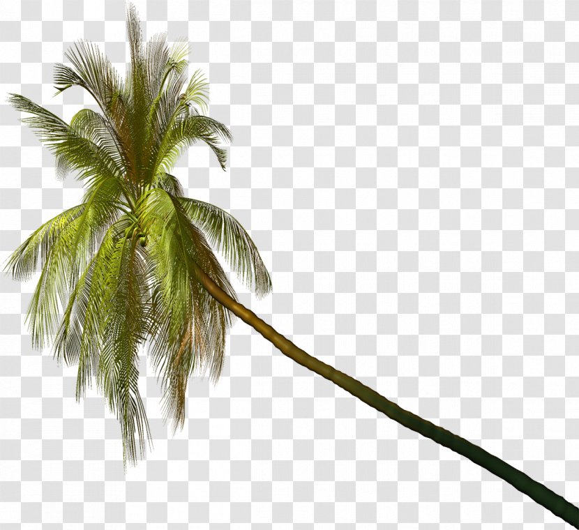 Arecaceae Plant PhotoScape Clip Art - Branch - Palm Transparent PNG