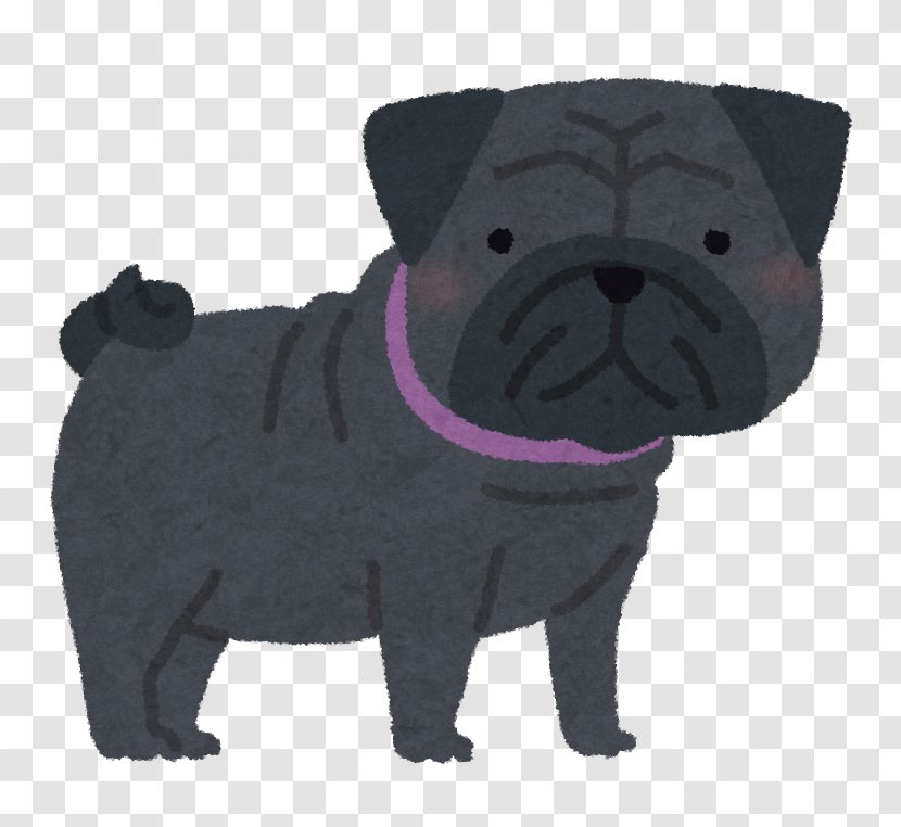 Pug Puppy Dog Breed Companion Chihuahua - Poodle Transparent PNG