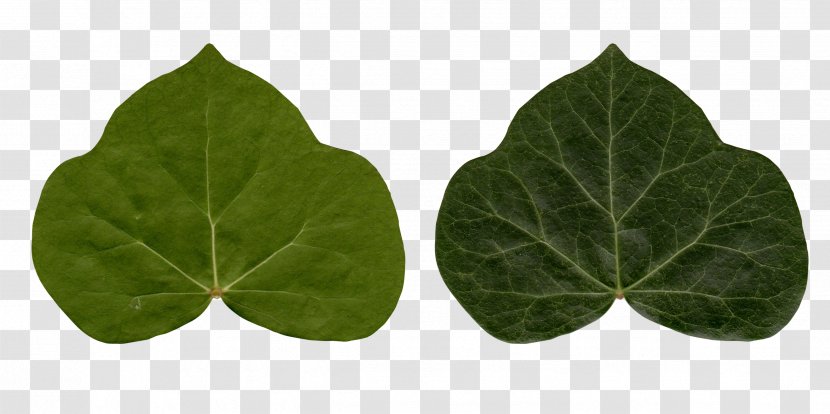 Common Ivy Leaf Poison Plant - Tree - Leafs Transparent PNG