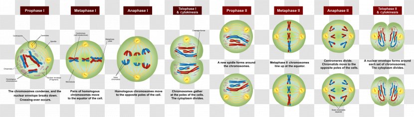 Meiosis Chromosome Cell Division Mitosis - Stage Transparent PNG