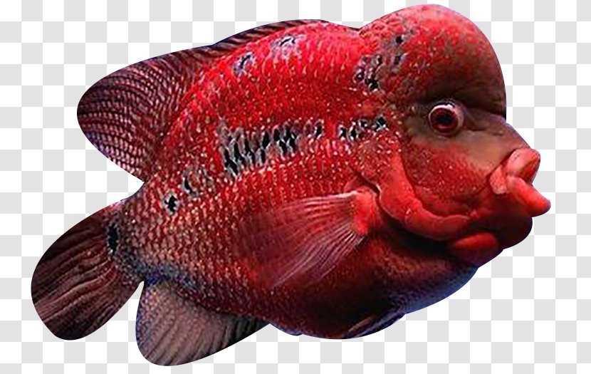 Cat Fish Flowerhorn Cichlid Arhat - Deep Sea Red Rosé Transparent PNG