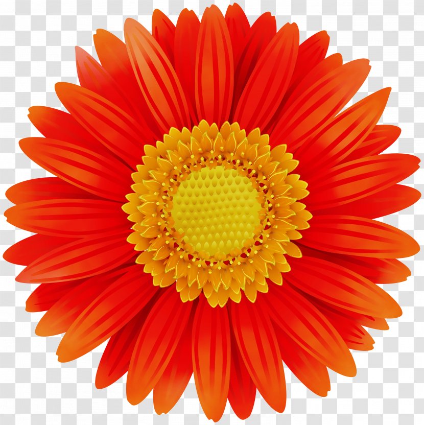 Flowers Background - Denver - Perennial Plant Daisy Transparent PNG