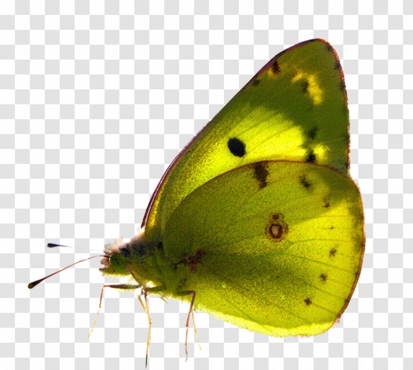 Clouded Yellows PicsArt Photo Studio Butterfly Image - Picsart Transparent PNG