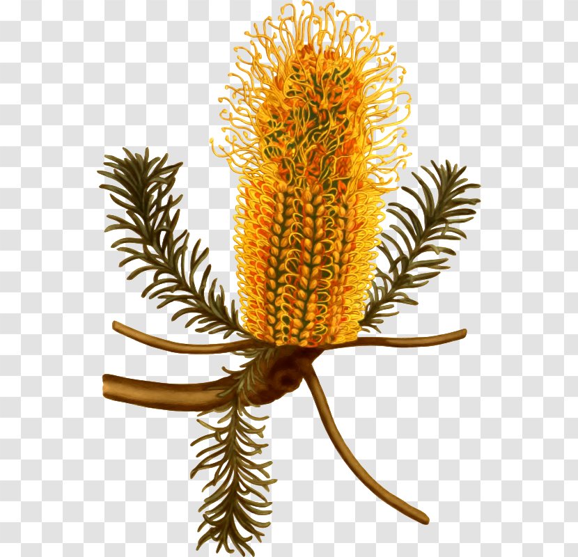 Australia Banksia Ericifolia Serrata Botany Botanical Illustration - Flower Transparent PNG