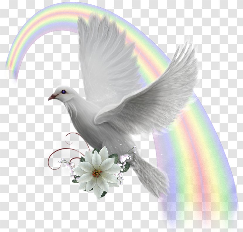 Domestic Pigeon Columbidae Bird Clip Art - Web Browser Transparent PNG