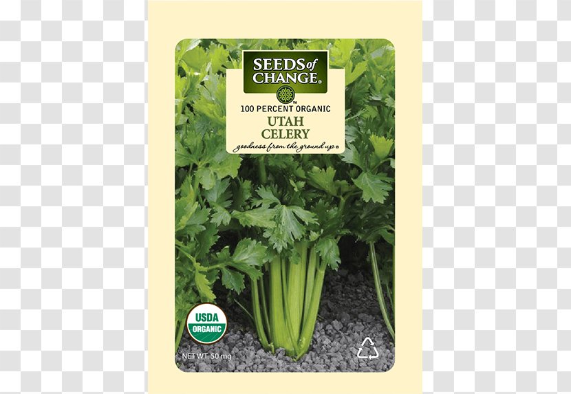 Parsley Spring Greens Romaine Lettuce Celery Coriander - Seed - Vegetable Transparent PNG