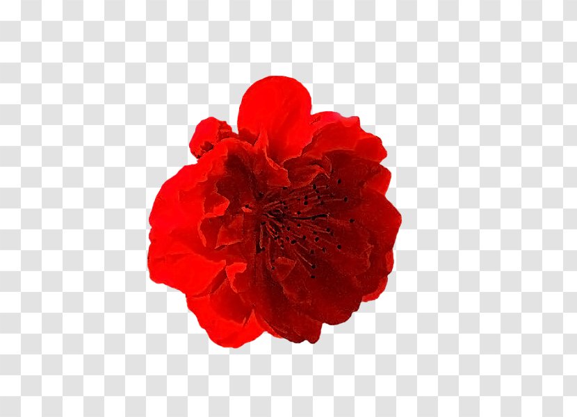 Carnation Cut Flowers Rose Family Petal - Flower Transparent PNG