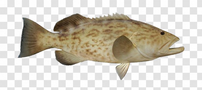 Fish Cartoon - Grouper - Bonyfish Bass Transparent PNG