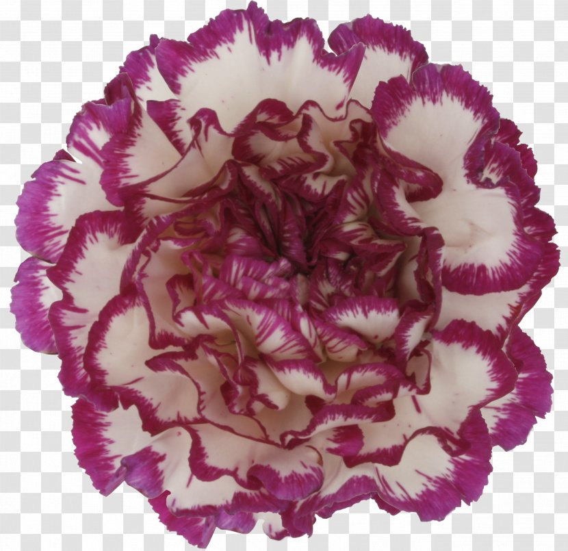 Carnation Cut Flowers Pink Petal - Flowering Plant - Hand-painted Carnations Transparent PNG