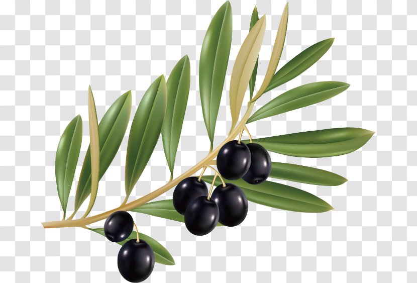Olive Leaf Oil - Fruit - Olives Transparent PNG