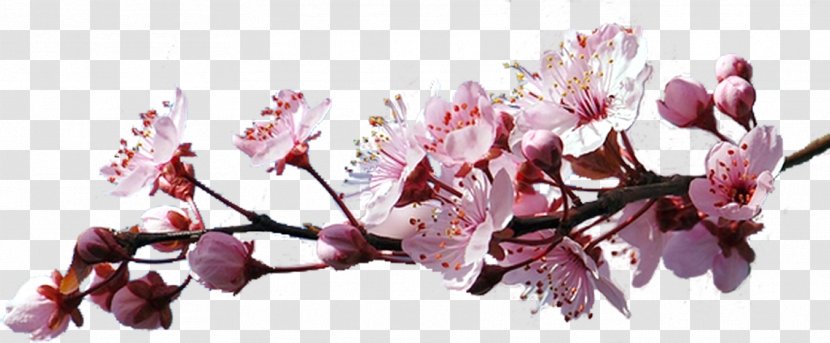 Cherry Blossom Cerasus Clip Art - Spring Transparent PNG