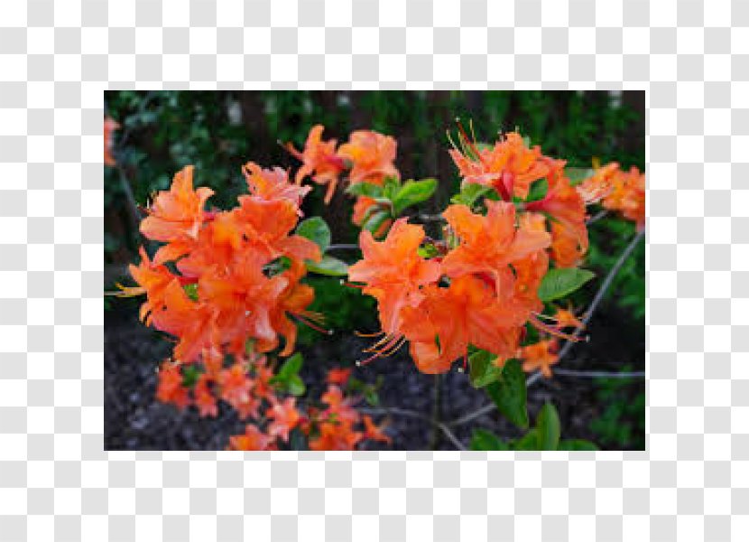 Azalea Rhododendron Tree Transparent PNG