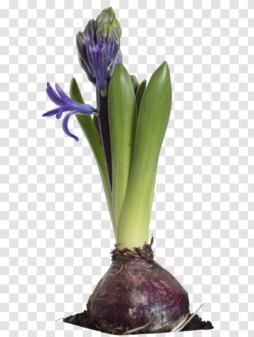 Hyacinth Flower Art Plant Transparent PNG