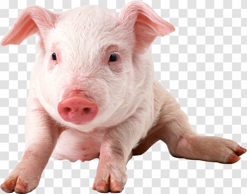 Domestic Pig Clip Art - Farm Animal Transparent PNG