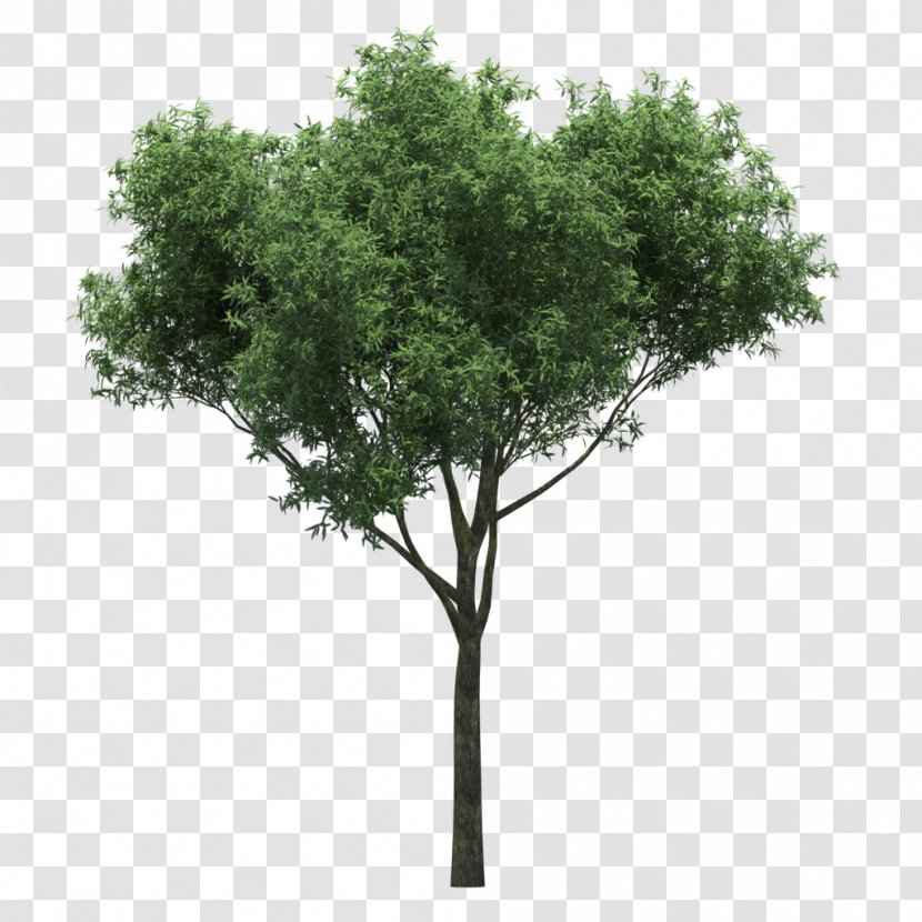 Quercus Suber Populus Nigra Gum Trees - Tree Transparent PNG