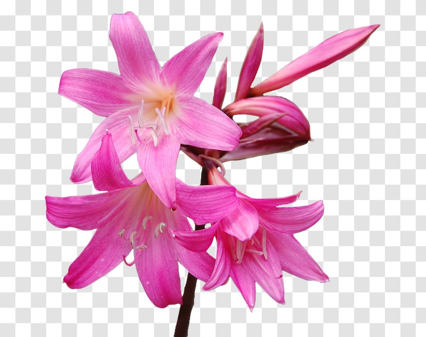 Flower Amaryllis Belladonna Hippeastrum Lilium - Flora Transparent PNG