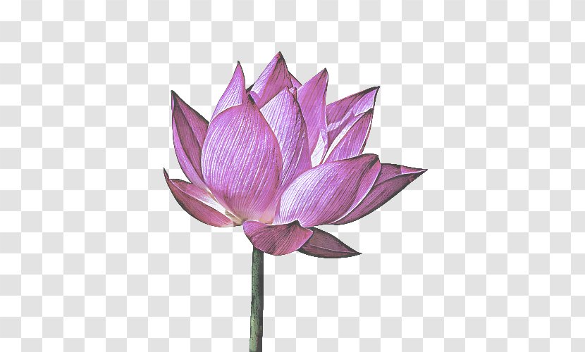 Lotus - Pink - Water Lily Flowering Plant Transparent PNG