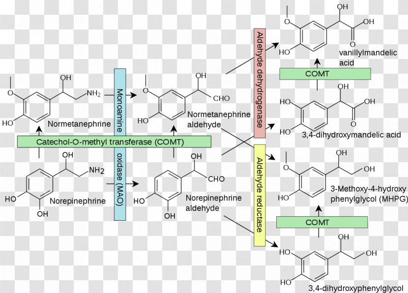 Catechol-O-methyltransferase Catecholamine Norepinephrine - Area - Pathway Transparent PNG