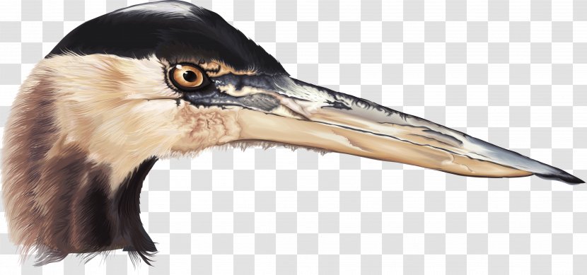 White Stork Bird Beak - Stork,birds,Vector Transparent PNG