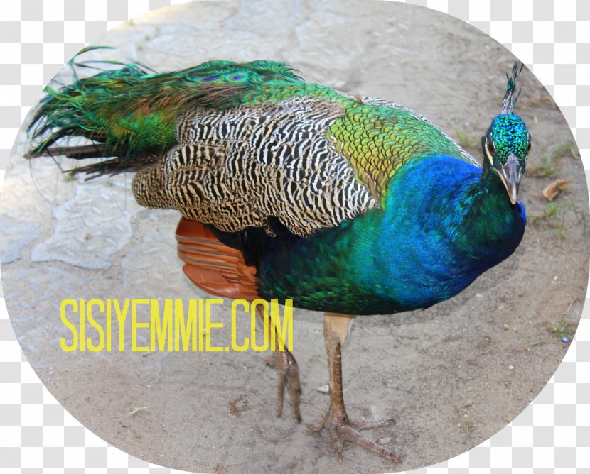 Peafowl Fauna Feather - Galliformes - Chit Chat Transparent PNG