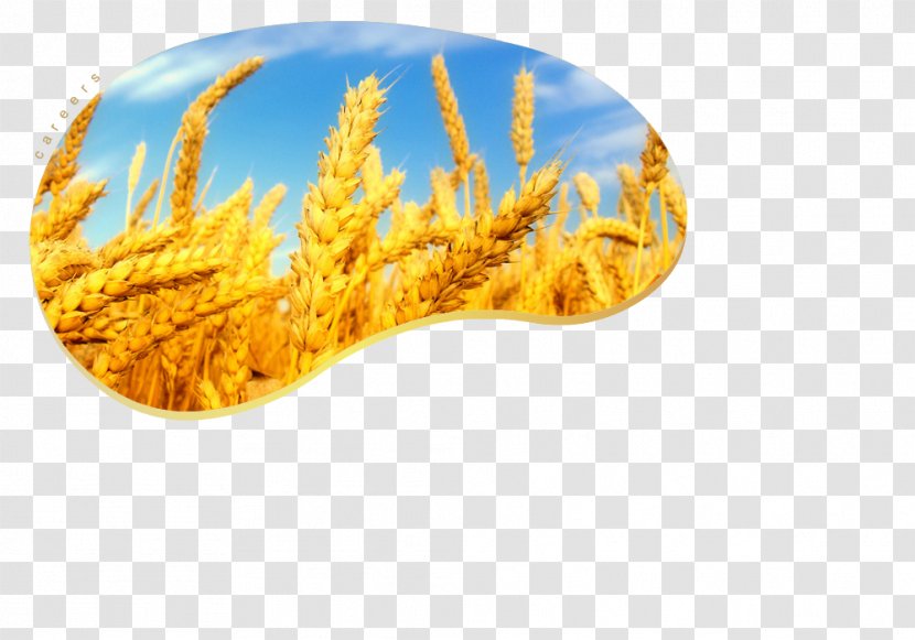 Atta Flour Cereal Crop Grain Rye - Organism - Job Resume Transparent PNG