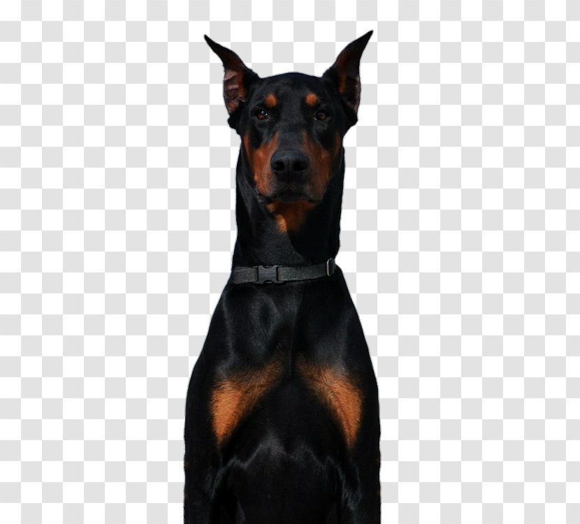 Dobermann German Pinscher Miniature Cane Corso Boxer - Filhote - DOBERMANN Transparent PNG