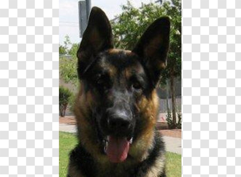 Old German Shepherd Dog King Shiloh East-European - Puppy Transparent PNG