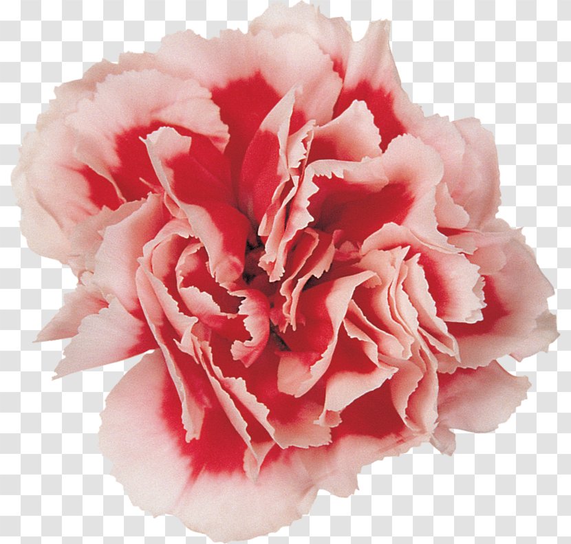 Carnation Cut Flowers Photography Flower Bouquet - Plant Transparent PNG