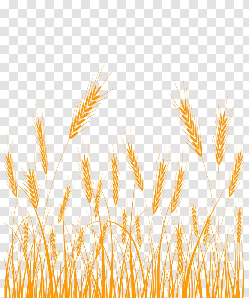 Emmer Cereal Germ Stock Photography - Grass Family - Barley Transparent PNG
