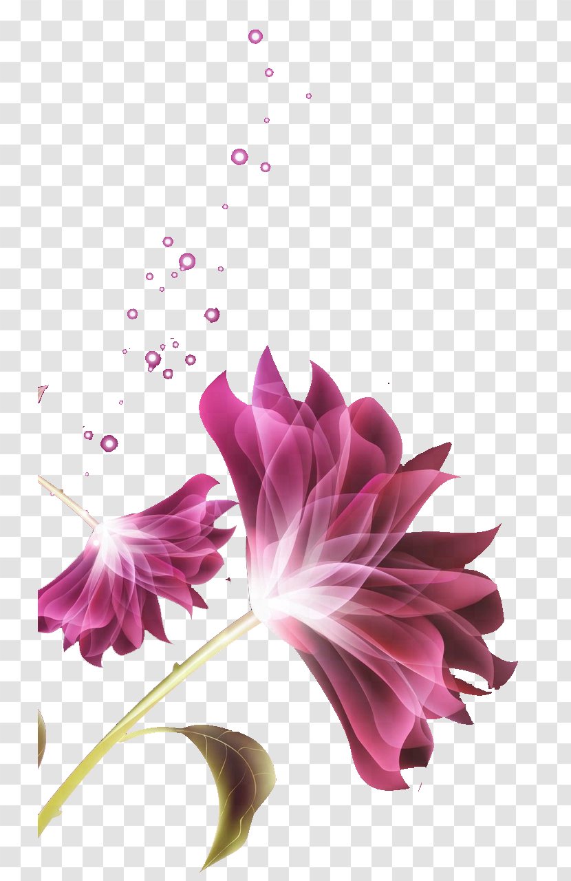 History Of Venezuela Poet Family Facebook, Inc. - Flowering Plant - Hoa Transparent PNG