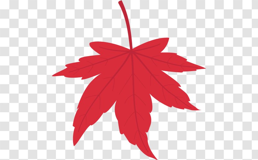 Maple Leaf - Tree Transparent PNG