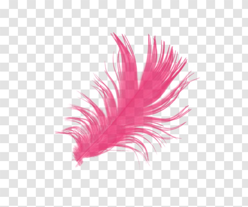 Feather Brush - Colored Feathers Transparent PNG
