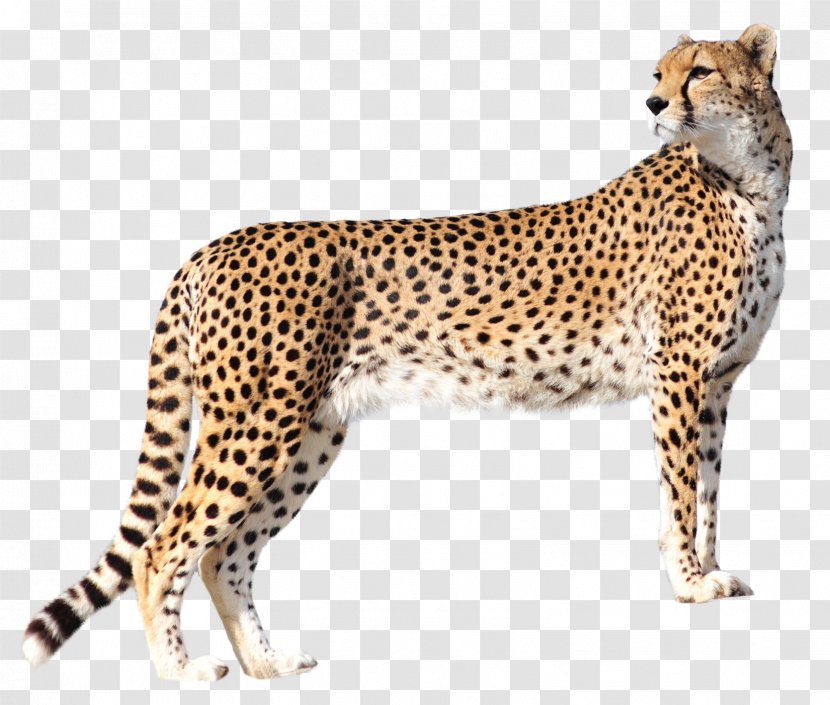 Cheetah Felidae - Mammal Transparent PNG