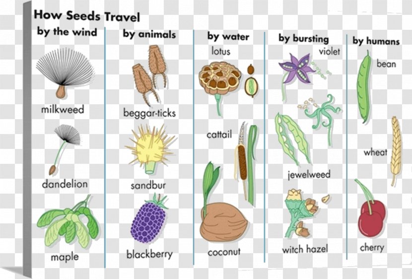 Seed Dispersal Plants Fruit Pollination - Information - Plant Transparent PNG