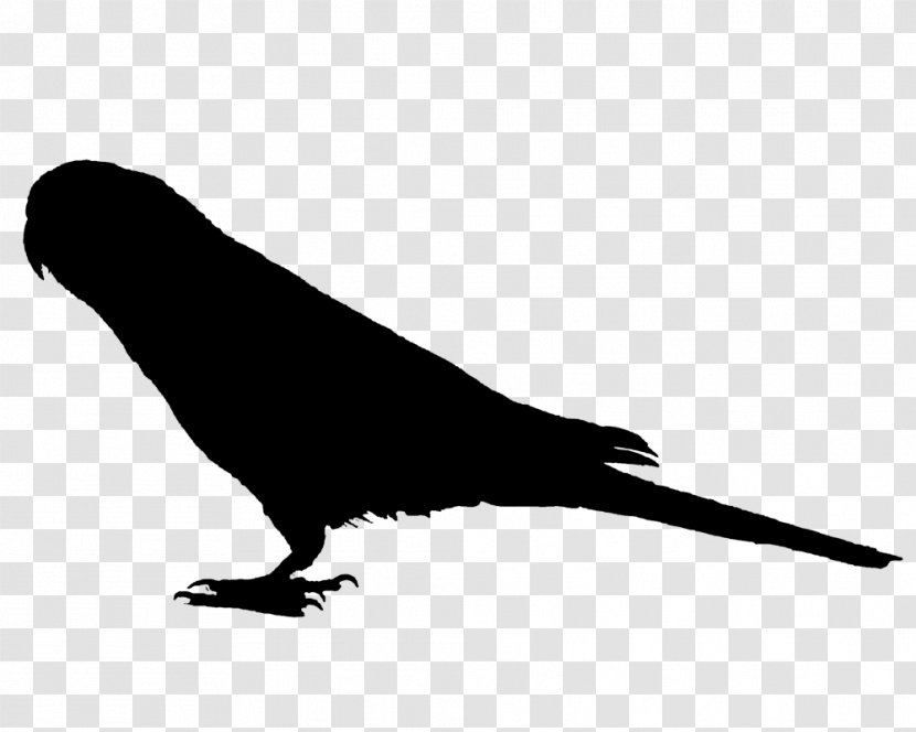 Vector Graphics Image AcFun Sparrow Silhouette - Crow - Perching Bird Transparent PNG