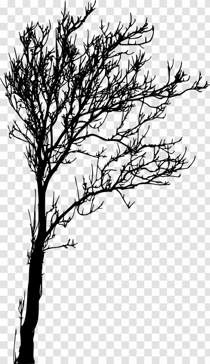 Tree Branch Woody Plant Twig Silhouette - Leaf - Transparent Transparent PNG