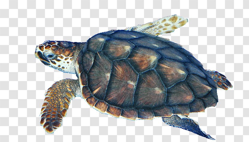 Box Turtles Loggerhead Sea Turtle Kemp's Ridley Tortoise - Green Transparent PNG