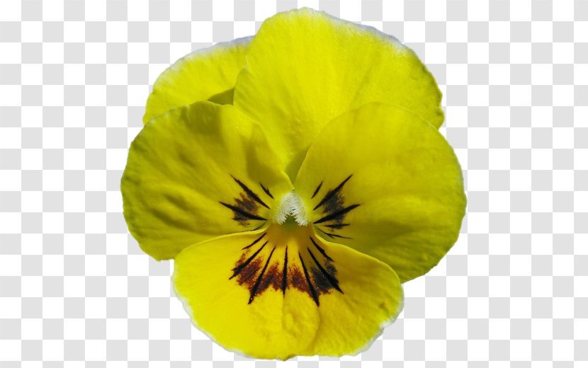 Pansy - Yellow - Petal Transparent PNG