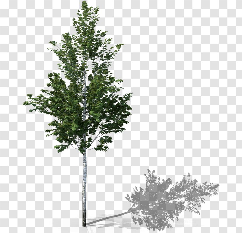 Fir Spruce Twig Evergreen Shrub - Leaf Transparent PNG