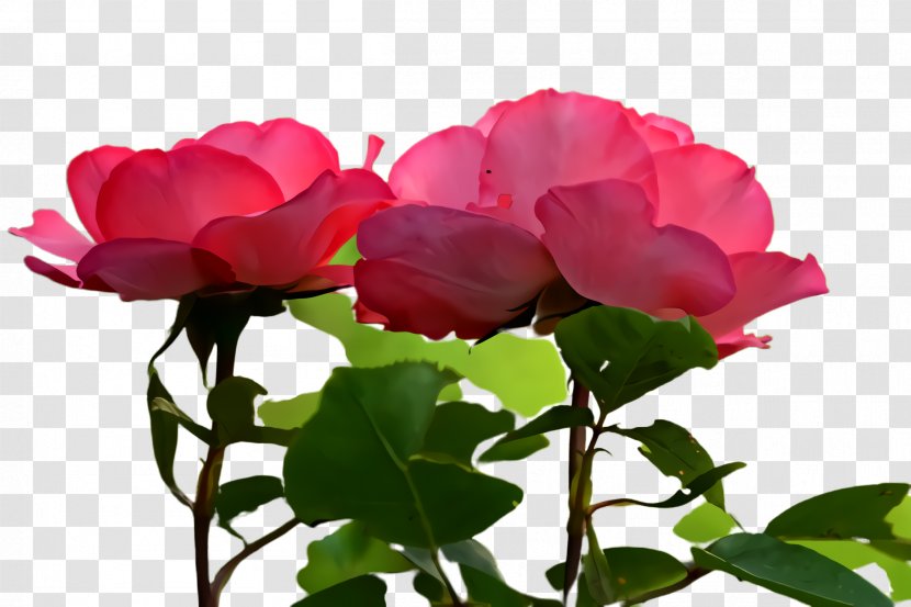 Garden Roses - Petal - Rose Family Red Transparent PNG