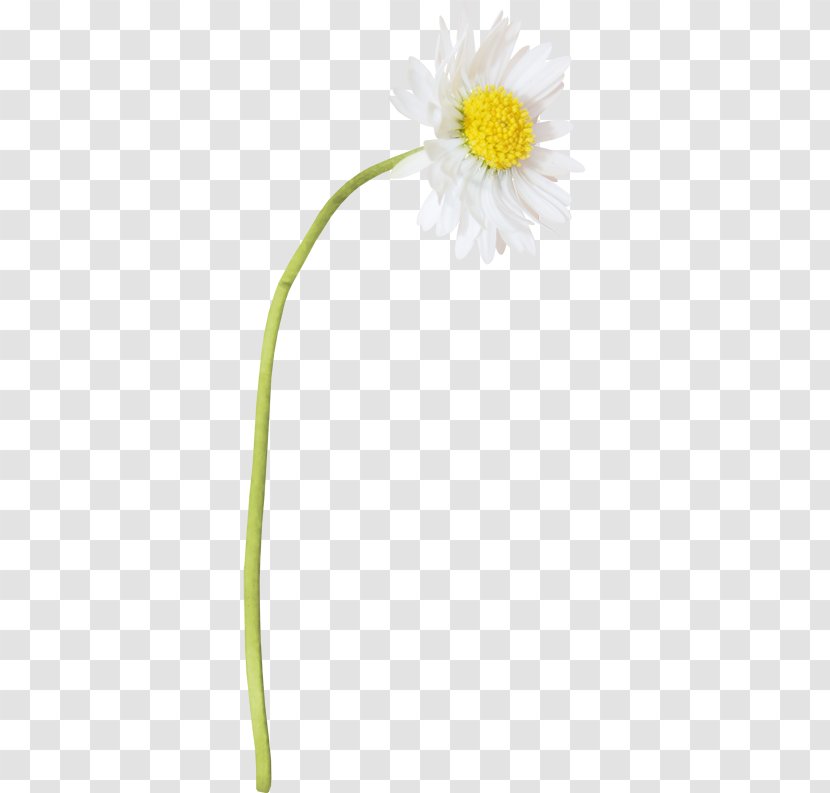 Oxeye Daisy Petal Flower Plant Stem Transparent PNG