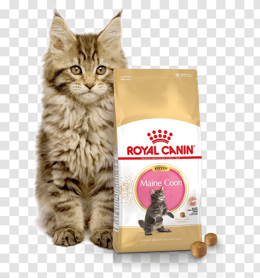 Royal Canin Feline Breed Nutrition Maine Coon Dry Cat Food Kitten German Shepherd - Supply Transparent PNG